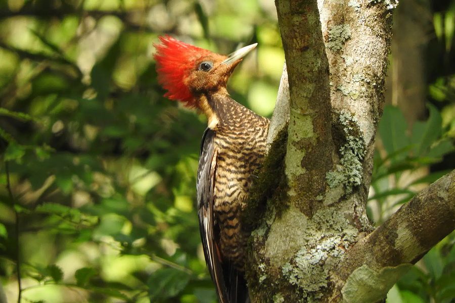 Carpintero de copete rojo posado en un árbol de la selva misionera