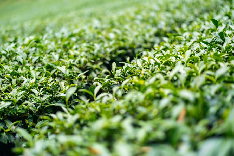 Plantación de té en Misiones
